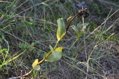 Cypripedium calceolus, photograph author not stated, no rights reserved