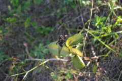 Cypripedium calceolus, photograph author not stated, no rights reserved