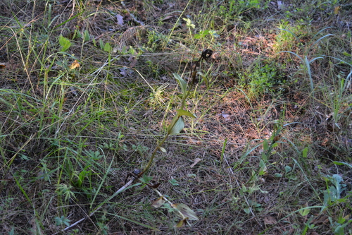 Cypripedium calceolus, photograph 6
