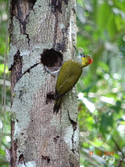 Piculus flavigula
