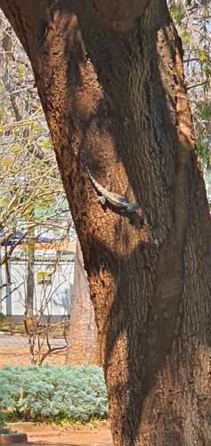 Southern Tree Agama