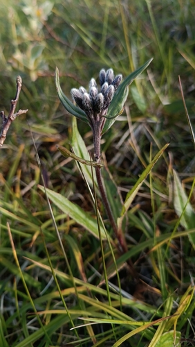 Saussurea alpina, photograph 5