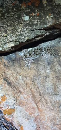 Turner's Thick-toed Gecko