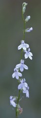 Lobelia spicata