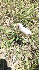Oenothera tetraptera