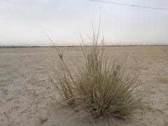 Cyperus conglomeratus