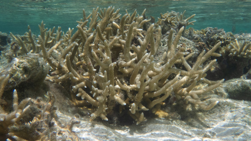 Acropora robusta observed 2026-08-03