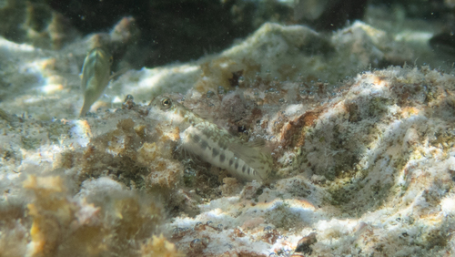 Blenniella paula observed 2026-08-03