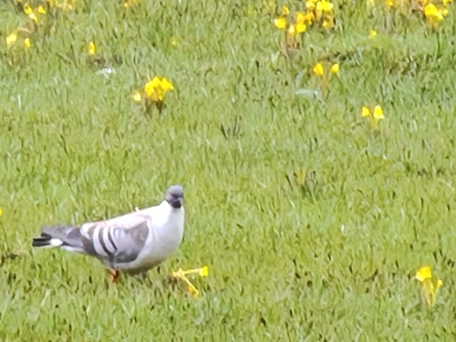Columba leuconota, 2026-08-10
