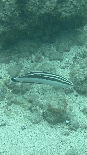 Coris flavovittata observed 2026-08-10
