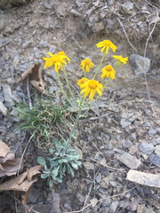 Packera antennariifolia