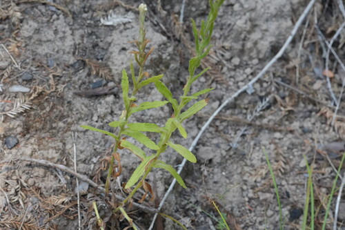 Pseudognaphalium californicum, photograph 5