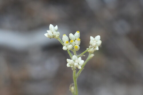 Pseudognaphalium californicum, photograph 6