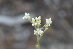 Pseudognaphalium californicum, photograph (c) carbapple, some rights reserved (CC BY)