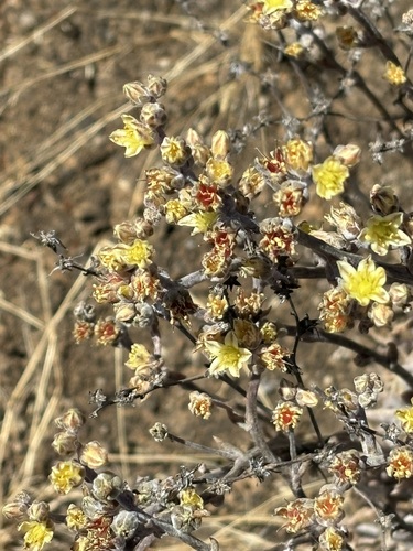 Dudleya attenuata