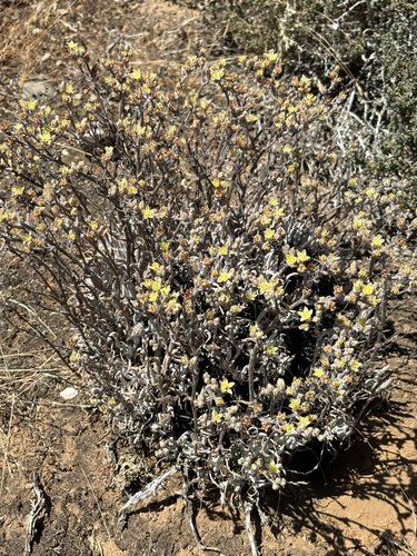 Dudleya attenuata