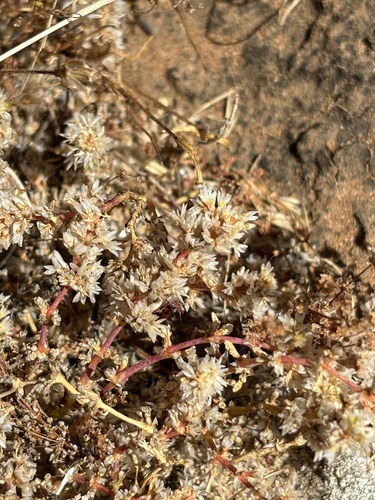 Achyronychia cooperi, photograph 4
