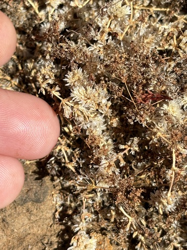 Achyronychia cooperi, photograph 5