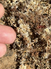 Achyronychia cooperi, photograph (c) Sula Vanderplank, some rights reserved (CC BY)
