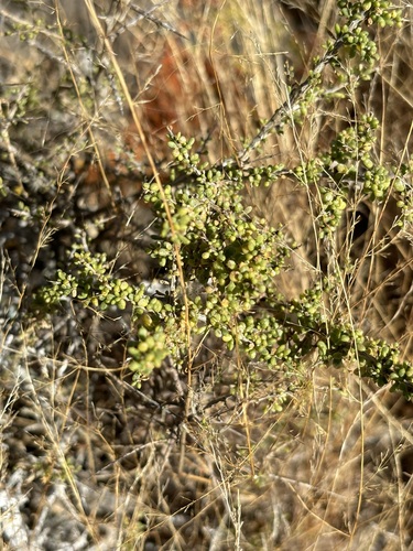 Lycium californicum, photograph 2