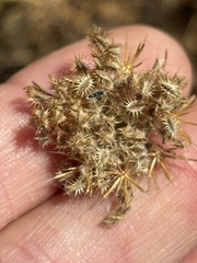 Daucus pusillus