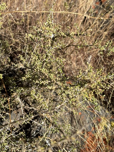 Lycium californicum, photograph 3