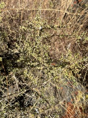 Lycium californicum, photograph (c) Sula Vanderplank, some rights reserved (CC BY)