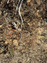 Daucus pusillus, photograph (c) Sula Vanderplank, some rights reserved (CC BY)
