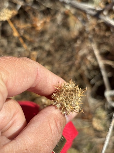 Daucus pusillus, photograph 3