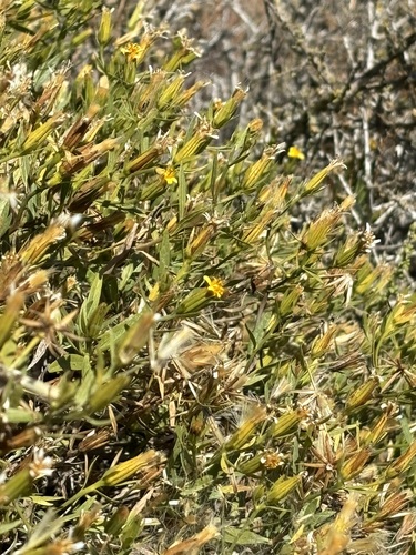 Trixis californica, photograph 6