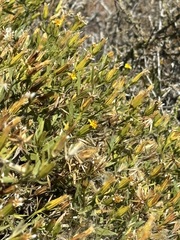 Trixis californica, photograph (c) Sula Vanderplank, some rights reserved (CC BY)