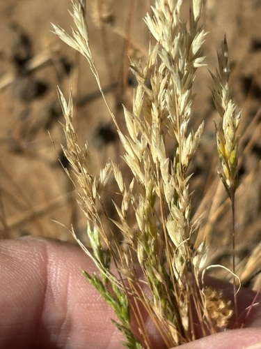 Schismus barbatus, photograph 3