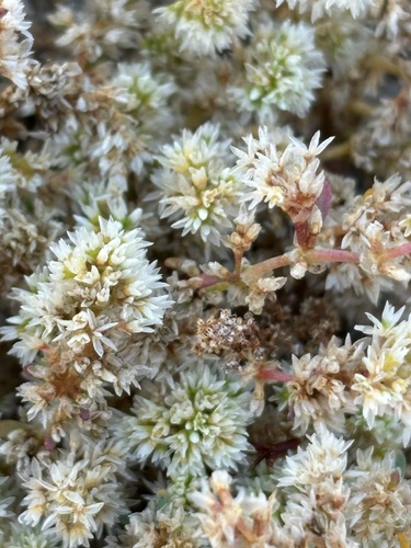 Achyronychia cooperi, photograph 2