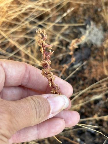 Camissoniopsis lewisii (Camissoniopsis lewisii)