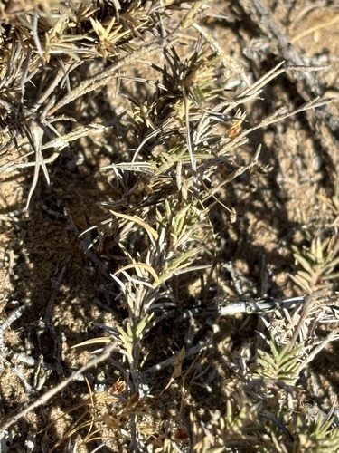 Distichlis littoralis, photograph 4