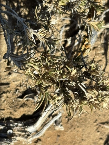 Distichlis littoralis, photograph 5