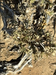 Distichlis littoralis, photograph (c) Sula Vanderplank, some rights reserved (CC BY)