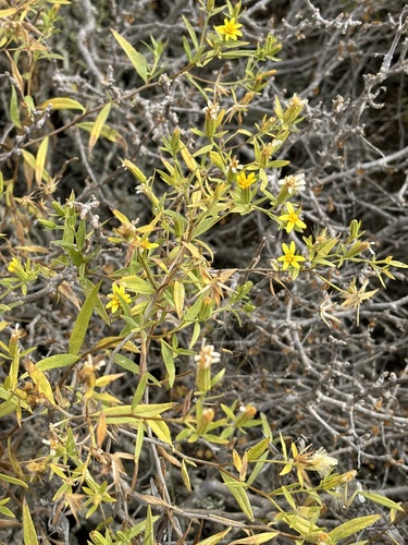 Trixis californica, photograph 4