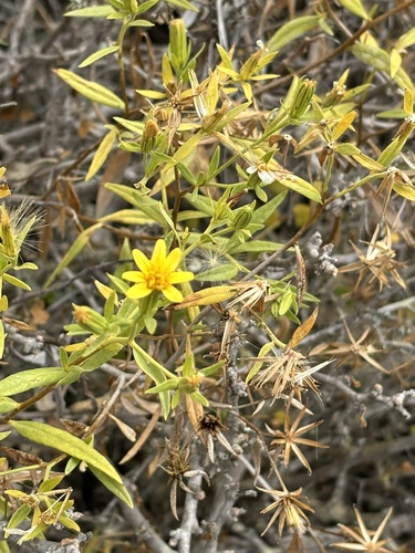 Trixis californica, photograph 5