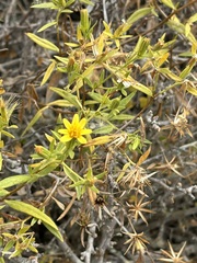 Trixis californica, photograph (c) Sula Vanderplank, some rights reserved (CC BY)