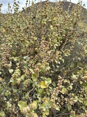 Ambrosia chenopodiifolia