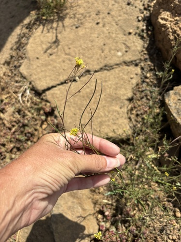 Sisymbrium irio, photograph 4
