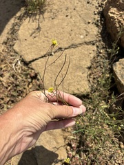 Sisymbrium irio, photograph (c) Sula Vanderplank, some rights reserved (CC BY)
