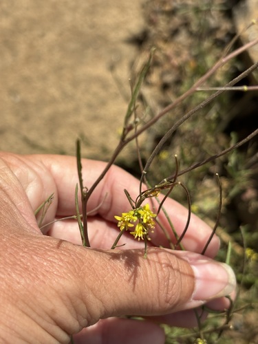 Sisymbrium irio, photograph 3