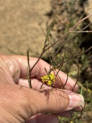Sisymbrium irio, photograph (c) Sula Vanderplank, some rights reserved (CC BY)