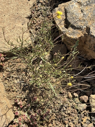 Sisymbrium irio, photograph 5