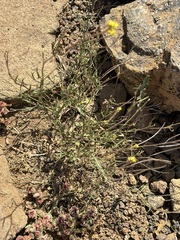 Sisymbrium irio, photograph (c) Sula Vanderplank, some rights reserved (CC BY)