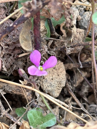 Phaseolus filiformis, photograph 2