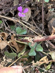 Phaseolus filiformis