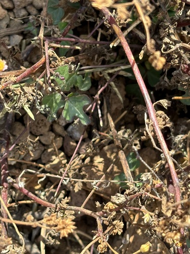 Phaseolus filiformis, photograph 3